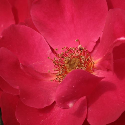 Online rózsa webáruház - virágágyi floribunda rózsa - vörös - Rosa Anna Mège™ - diszkrét illatú rózsa - Dominique Massad - Csoportosan nyíló, kissé fodros virágai kitűnően alkalmasak virágágyak lezárására.